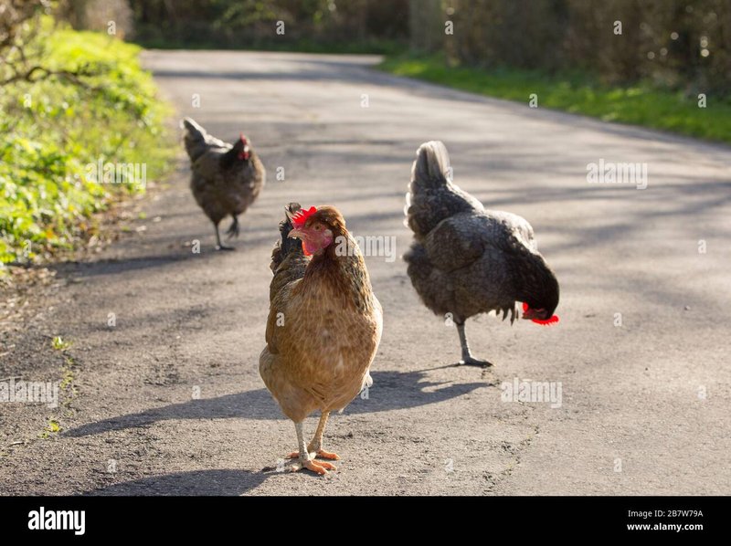 Descubre el Exclusivo Juego de Azar de La Autopista del Pollo en España, juego chicken road